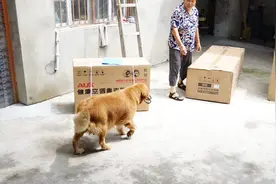 金毛狗狗帮农村妈妈叼剪刀，拆空调包装，结果出现闹剧，网友笑喷视频封面