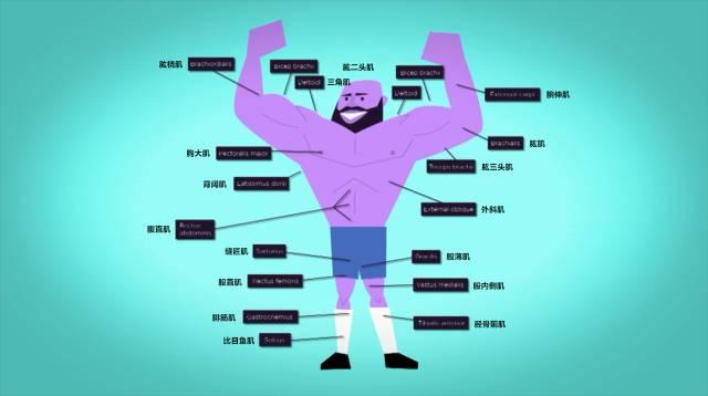 肌肉生长的过程，认真看完相当于上了一节私教课！