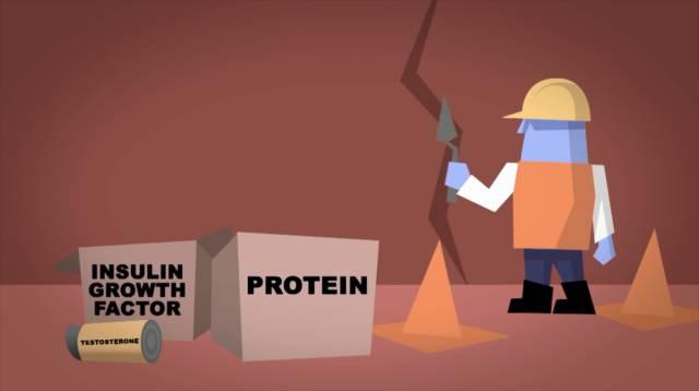 肌肉生长的过程，认真看完相当于上了一节私教课！