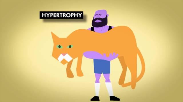 肌肉生长的过程，认真看完相当于上了一节私教课！