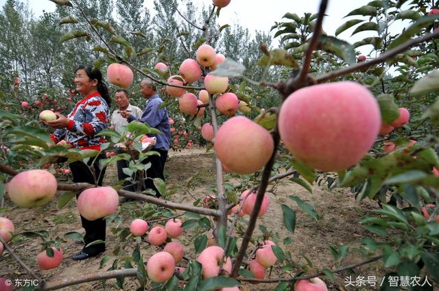 专家推荐的螯合钙与普通钙有何不同？今天给种植户揭开神秘面纱