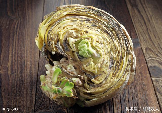 专家推荐的螯合钙与普通钙有何不同？今天给种植户揭开神秘面纱