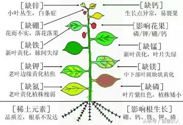专家推荐的螯合钙与普通钙有何不同？今天给种植户揭开神秘面纱