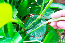 普通绿萝和大叶绿萝是同一个品种吗？事实证明~视频封面