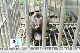 云南老汉养了八年宠物，最近得知，竟然是国家级保护动物豚尾猴视频封面