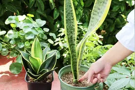 虎皮兰叶片卷曲发皱？抓好这几点，叶片肥厚挺拔，油绿绿的视频封面