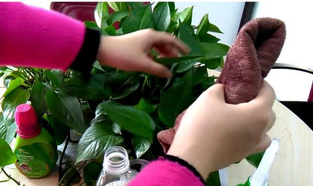 花也需要“洗澡”，每次擦一擦，叶片油亮能反光！