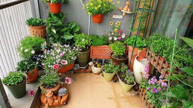 花也需要“洗澡”，每次擦一擦，叶片油亮能反光！