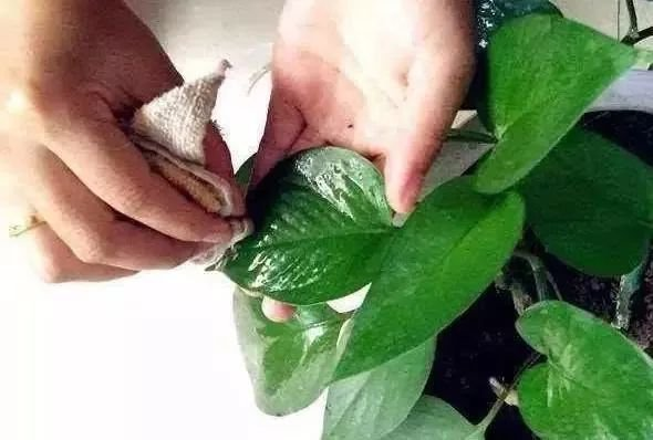 花也需要“洗澡”，每次擦一擦，叶片油亮能反光！