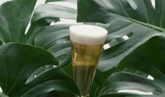 花也需要“洗澡”，每次擦一擦，叶片油亮能反光！