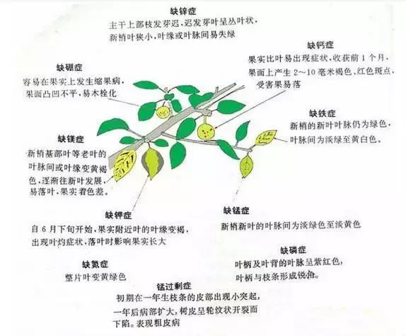 植物缺素原因及植物缺素症状对照表，已整理成工具书，方便查阅