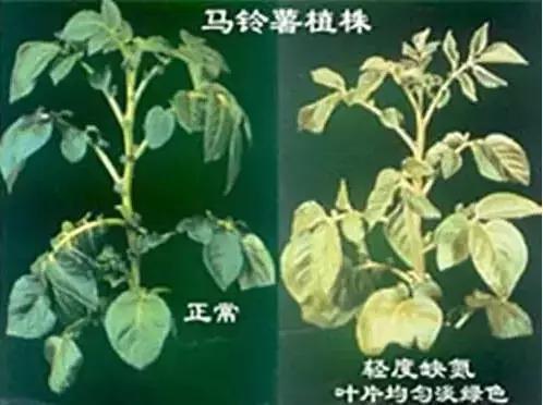 植物缺素原因及植物缺素症状对照表，已整理成工具书，方便查阅