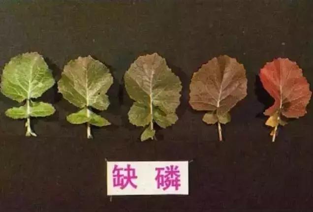 植物缺素原因及植物缺素症状对照表，已整理成工具书，方便查阅