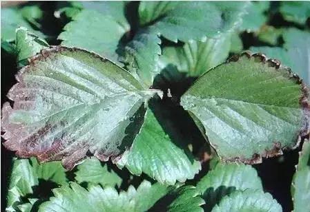 植物缺素原因及植物缺素症状对照表，已整理成工具书，方便查阅