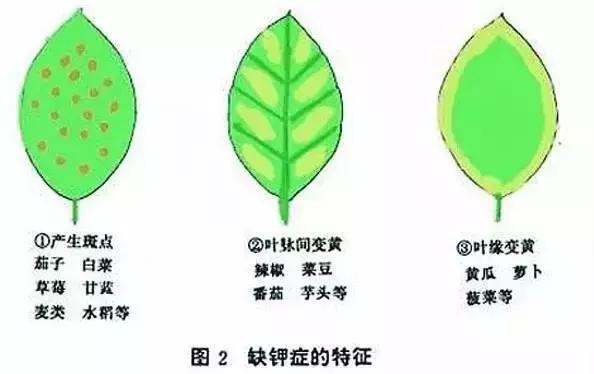 妞嶇墿缂虹礌鍘熷洜鍙婃鐗╃己绱犵棁鐘跺鐓ц〃锛屽凡鏁寸悊鎴愬伐鍏蜂功锛屾柟渚挎煡闃? onerror=