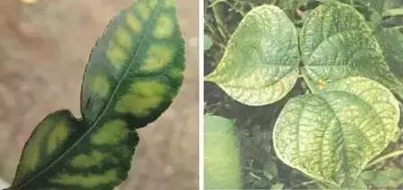 植物缺素原因及植物缺素症状对照表，已整理成工具书，方便查阅