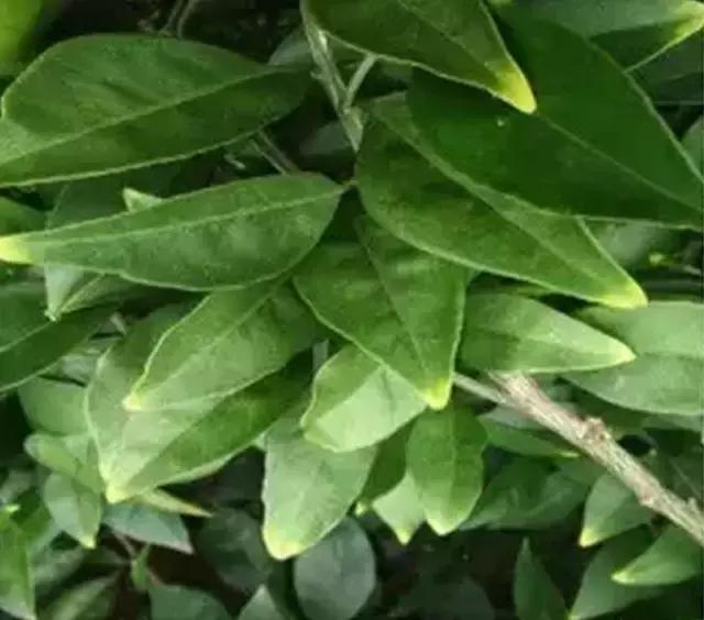 植物缺素原因及植物缺素症状对照表，已整理成工具书，方便查阅