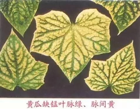 妞嶇墿缂虹礌鍘熷洜鍙婃鐗╃己绱犵棁鐘跺鐓ц〃锛屽凡鏁寸悊鎴愬伐鍏蜂功锛屾柟渚挎煡闃? onerror=