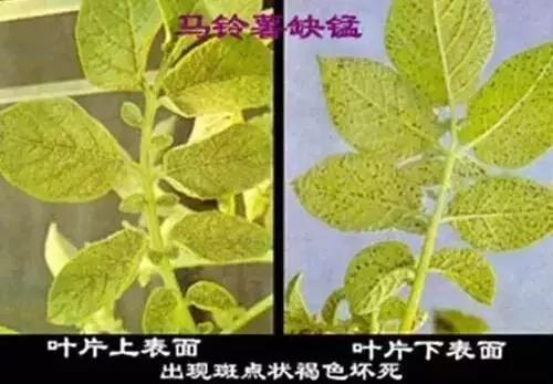 妞嶇墿缂虹礌鍘熷洜鍙婃鐗╃己绱犵棁鐘跺鐓ц〃锛屽凡鏁寸悊鎴愬伐鍏蜂功锛屾柟渚挎煡闃? onerror=