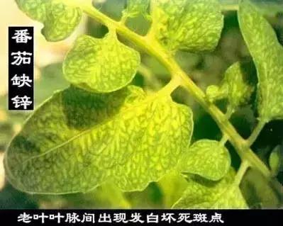 植物缺素原因及植物缺素症状对照表，已整理成工具书，方便查阅