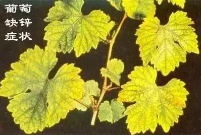 植物缺素原因及植物缺素症状对照表，已整理成工具书，方便查阅
