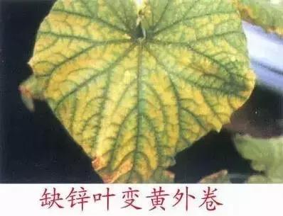 妞嶇墿缂虹礌鍘熷洜鍙婃鐗╃己绱犵棁鐘跺鐓ц〃锛屽凡鏁寸悊鎴愬伐鍏蜂功锛屾柟渚挎煡闃? onerror=