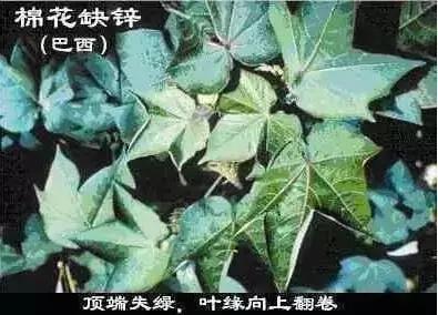 植物缺素原因及植物缺素症状对照表，已整理成工具书，方便查阅