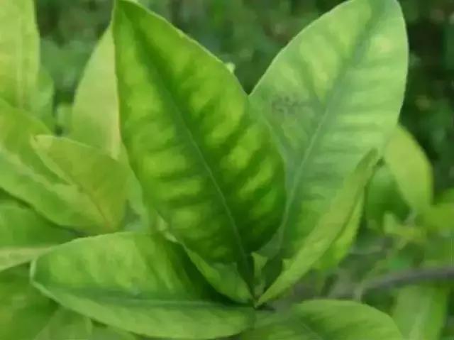 植物缺素原因及植物缺素症状对照表，已整理成工具书，方便查阅