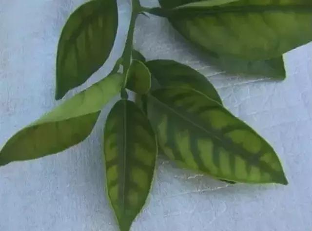 植物缺素原因及植物缺素症状对照表，已整理成工具书，方便查阅