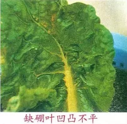 妞嶇墿缂虹礌鍘熷洜鍙婃鐗╃己绱犵棁鐘跺鐓ц〃锛屽凡鏁寸悊鎴愬伐鍏蜂功锛屾柟渚挎煡闃? onerror=