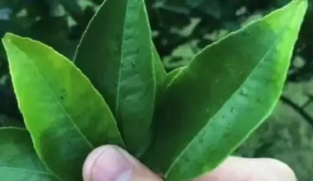 植物缺素原因及植物缺素症状对照表，已整理成工具书，方便查阅