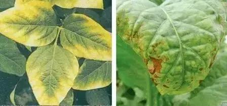 植物缺素原因及植物缺素症状对照表，已整理成工具书，方便查阅