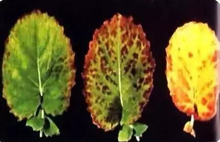 植物缺素原因及植物缺素症状对照表，已整理成工具书，方便查阅