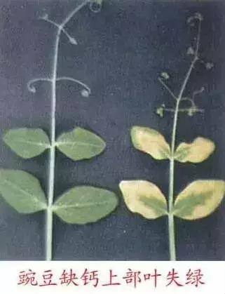 植物缺素原因及植物缺素症状对照表，已整理成工具书，方便查阅