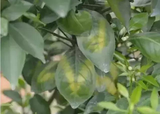 植物缺素原因及植物缺素症状对照表，已整理成工具书，方便查阅