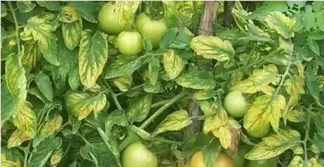 植物缺素原因及植物缺素症状对照表，已整理成工具书，方便查阅