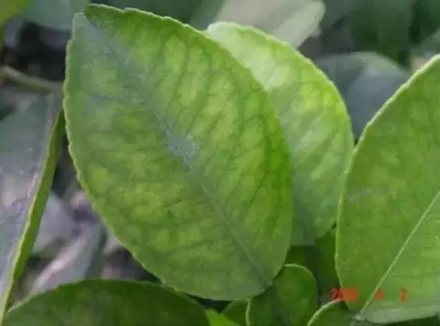 植物缺素原因及植物缺素症状对照表，已整理成工具书，方便查阅