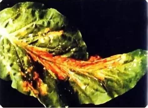 植物缺素原因及植物缺素症状对照表，已整理成工具书，方便查阅