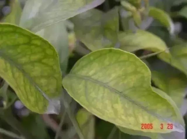 妞嶇墿缂虹礌鍘熷洜鍙婃鐗╃己绱犵棁鐘跺鐓ц〃锛屽凡鏁寸悊鎴愬伐鍏蜂功锛屾柟渚挎煡闃? onerror=