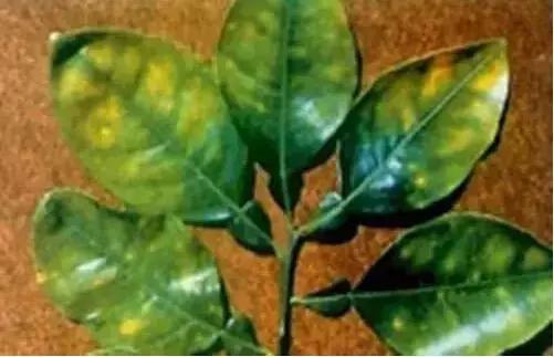 植物缺素原因及植物缺素症状对照表，已整理成工具书，方便查阅