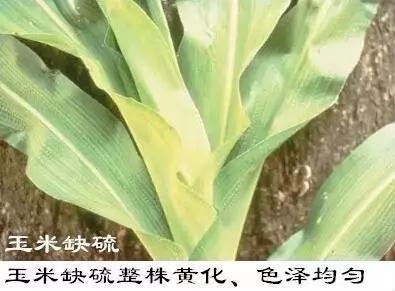 植物缺素原因及植物缺素症状对照表，已整理成工具书，方便查阅