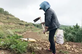 鼹鼠老偷吃土豆，人在上面挖它躲地下吃，谁有好办法？