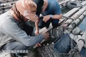 为何说鲍鱼养殖像养小鸟？那鲍鱼又是吃什么长大的呢？视频封面