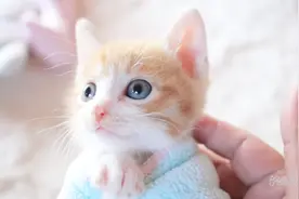 哇，小猫被毛巾包裹，萌态十足视频封面