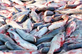 为何没人敢在西藏的湖里钓鱼？真相惊人！视频封面