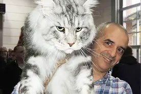 世界上最大的猫 缅因猫 体长1.2 米 被称作“温柔的巨人”视频封面