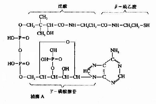 水溶性维生素