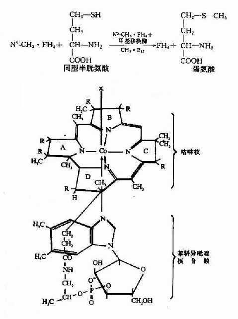 水溶性维生素