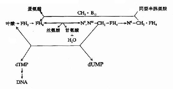 水溶性维生素