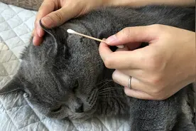 猫咪超级讨厌清理耳朵，逃跑、撒娇使出浑身解数来反抗主人！